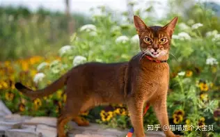 重磅：Ming中超首位下课主帅(2026中超已下课的主帅有哪些人)|多宝鱼和比目鱼的区别